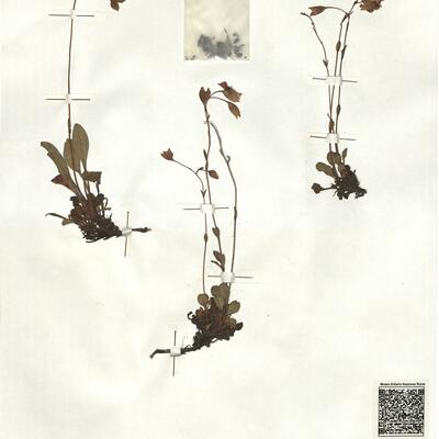 Tuberaria globulariifolia (Lam.) Willk.  -  RO-HSepv 17222 photo