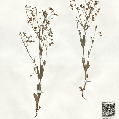 Tuberaria guttata (L.) Fourr. -  RO-HSepv 19258 photo