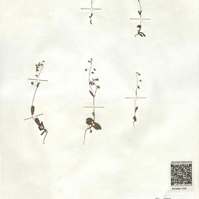 Tuberaria guttata (L.) Fourr. var. clandestina (Vierh.) Davis & Coode  -  RO-HSepv 17223 photo