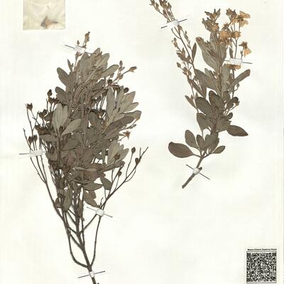 Halimium halimifolium (L.) Willk. subsp. halimifolium -  RO-HSepv 18181 photo