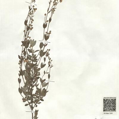 Halimium halimifolium (L.) Willk. subsp. halimifolium -  RO-HSepv 18182 photo