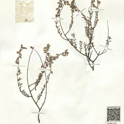 Halimium hirtum (L.) Mill. -  RO-HSepv 18183 photo