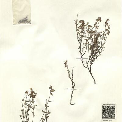 Halimium hirtum (L.) Mill. subsp. hirtum -  RO-HSepv 15311 photo