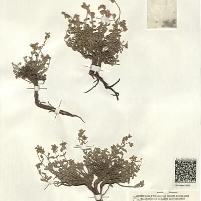 Helianthemum hirtum (L.) Mill. subsp. ruficomum (Viv.) Maire var. ruficomum ^ -  RO-HSepv 12357 photo