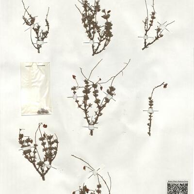 Fumana hispidula Loscos & Pardo  -  RO-HSepv 19248 photo