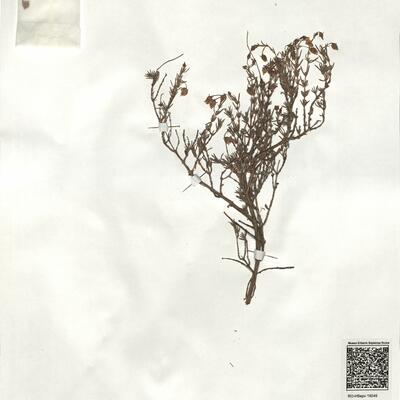 Fumana hispidula Loscos & Pardo  -  RO-HSepv 19249 photo