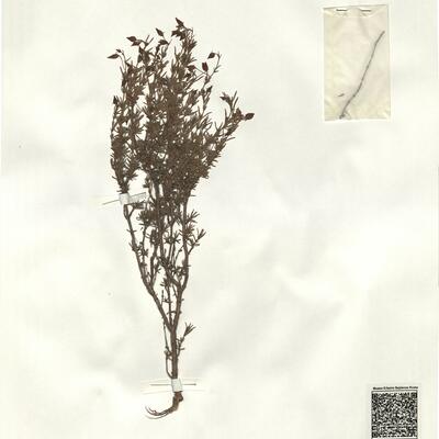 Fumana hispidula Loscos & Pardo  ex Willk. -  RO-HSepv 14285 photo