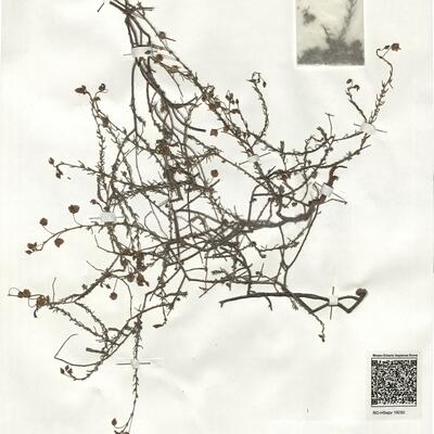 Fumana laevipes (L.) Spach -  RO-HSepv 19250 photo