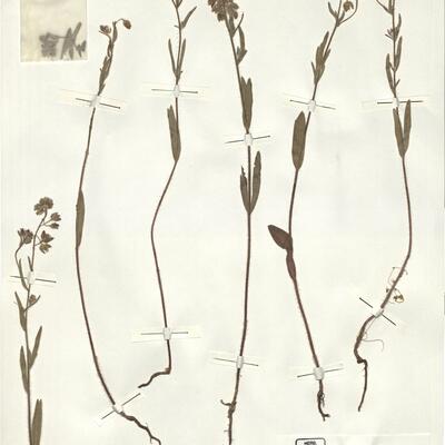 Tuberaria macrosepala (Coss.) Willk.  -  RO-HSepv 14290 photo