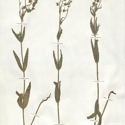 Tuberaria macrosepala (Salzm. ex Boiss.) Willk.  -  RO-HSepv 19259 photo