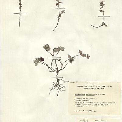 Helianthemum marifolium (L.) Mill. -  RO-HSepv 12358 photo