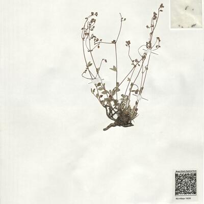 Helianthemum marifolium (L.) Mill. subsp. conquense Borja & Rivas Goday ex G. López ^ -  RO-HSepv 19255 photo