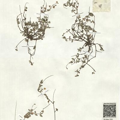 Helianthemum marifolium (L.) Mill. subsp. marifolium -  RO-HSepv 18184 photo