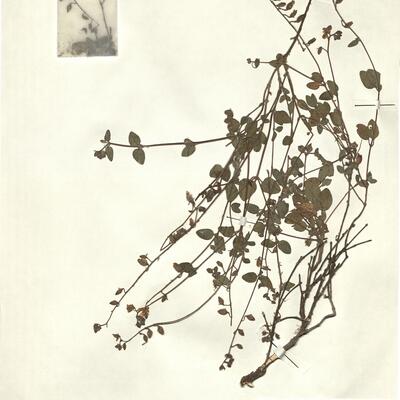 Helianthemum marifolium (L.) Mill. subsp. molle (Cav.) G. López  -  RO-HSepv 15312 photo