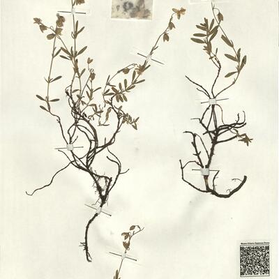 Helianthemum nummularium (L.) Mill. subsp. glabrum (Koch) Wilcz. -  RO-HSepv 13332 photo