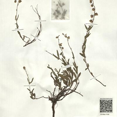 Helianthemum nummularium (L.) Mill. subsp. obscurum (Čelak.) Holub -  RO-HSepv 18185 photo