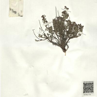 Helianthemum obtusifolium Dun. -  RO-HSepv 17218 photo