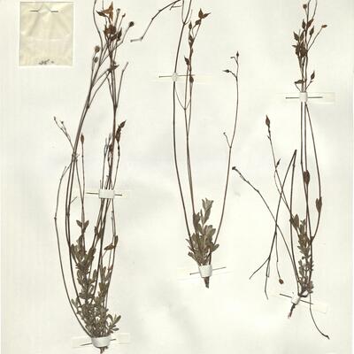 Halimium ocymoides (Lam.) Willk. -  RO-HSepv 14286 photo