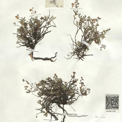 Helianthemum oelandicum (L.) Dum.-Courset subsp. alpestre (Jacq.) Cesati -  RO-HSepv 18186 photo