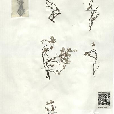 Helianthemum oelandicum (L.) Dum.-Courset subsp. incanum (Willk.) G. López -  RO-HSepv 18188 photo