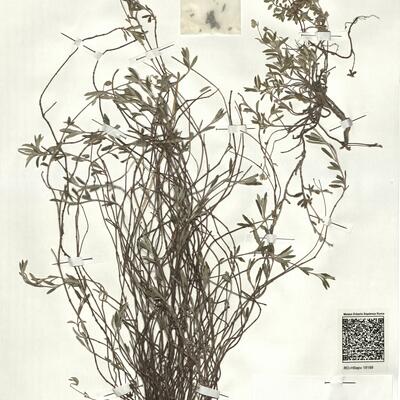 Helianthemum oelandicum (L.) Dum.-Courset subsp. incanum (Willk.) G. López -  RO-HSepv 18189 photo