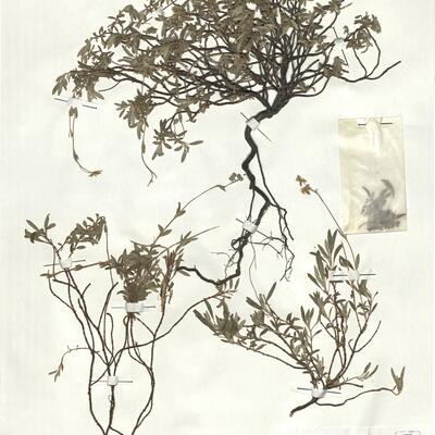 Helianthemum oelandicum (L.) Dum.-Courset subsp. incanum (Willk.) G. López ^ -  RO-HSepv 18187 photo