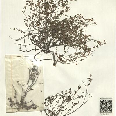 Helianthemum origanifolium (Lam.) Pers. subsp. glabratum (Willk.) Guinea & Heywood -  RO-HSepv 13333 photo