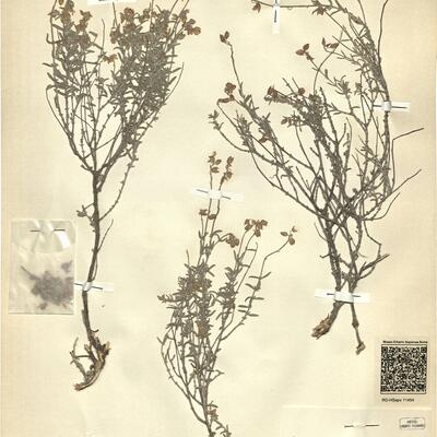 Helianthemum pilosum (L.) Pers. subsp. violaceum (Cav.) Borja & Rivas-Martinez ^ -  RO-HSepv 11454 photo