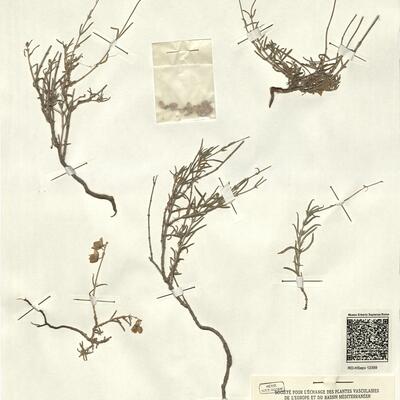Helianthemum pilosum (L.) Pers. var. pergamaceum (Pomel) Maire  -  RO-HSepv 12359 photo