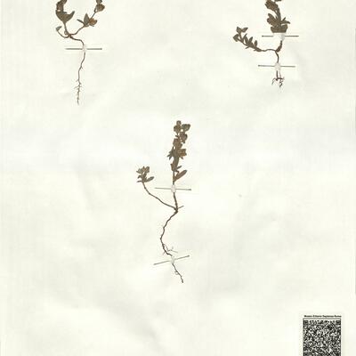 Helianthemum salicifolium (L.) Mill. -  RO-HSepv 17219 photo