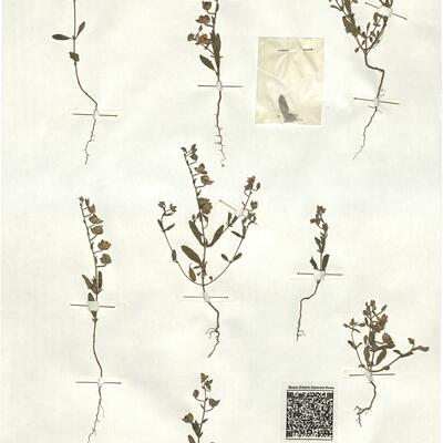 Helianthemum salicifolium (L.) Mill. -  RO-HSepv 17220 photo