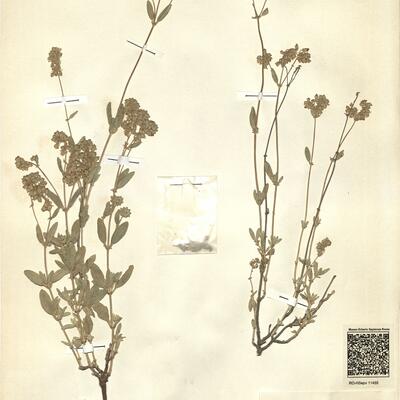 Helianthemum squamatum (L.) Pers.  -  RO-HSepv 11455 photo