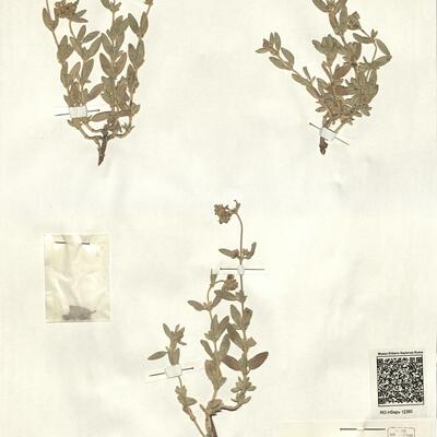 Helianthemum squamatum (L.) Pers.  -  RO-HSepv 12360 photo