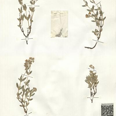 Helianthemum squamatum (L.) Pers.  -  RO-HSepv 14288 photo