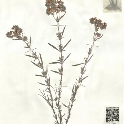 Helianthemum syriacum (Jacq.) Dum.-Courset -  RO-HSepv 17221 photo