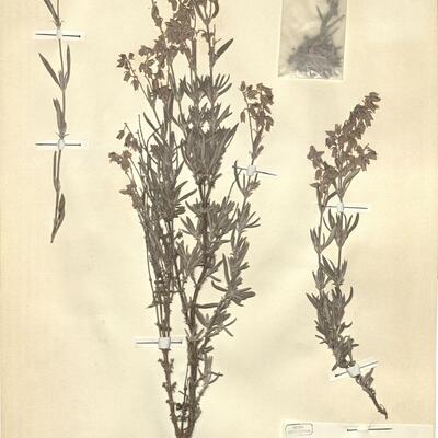 Helianthemum syriacum (Jacq.) Dum.-Courset subsp. thibaudii (Pers.) Meikle -  RO-HSepv 12361 photo