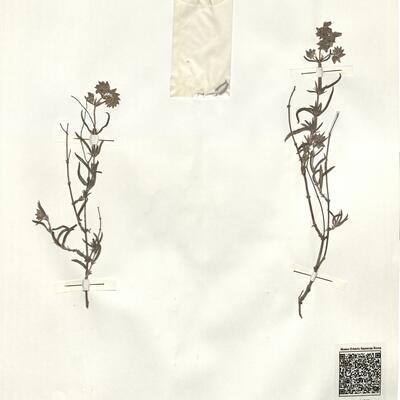 Helianthemum syriacum (Jacq.) Dum.-Courset subsp. thibaudii (Pers.) Meikle -  RO-HSepv 14289 photo