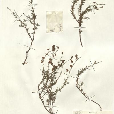 Fumana thymifolia (L.) Spach ex P.B. Webb  -  RO-HSepv 12355 photo