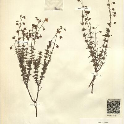Fumana thymifolia (L.) Spach ex P.B. Webb  subsp. barrelieri (Ten.) J. Duvigneaud, comb. nov. -  RO-HSepv 11451 photo