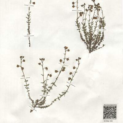 Fumana thymifolia (L.) Spach ex Webb  subsp. thymifolia var. thymifolia -  RO-HSepv 19251 photo