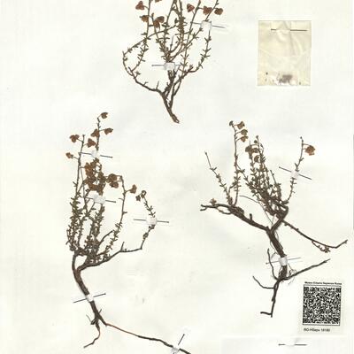 Fumana thymifolia (L.) Webb  subsp. thymifolia var. thymifolia -  RO-HSepv 18180 photo