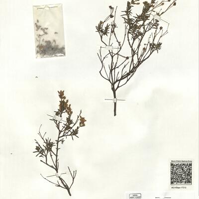 Halimium umbellatum (L.) Spach subsp. viscosum (Willk.) O. Bolòs & J. Vigo -  RO-HSepv 17212 photo