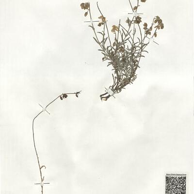 Helianthemum violaceum (Cav.) Pers. -  RO-HSepv 19256 photo