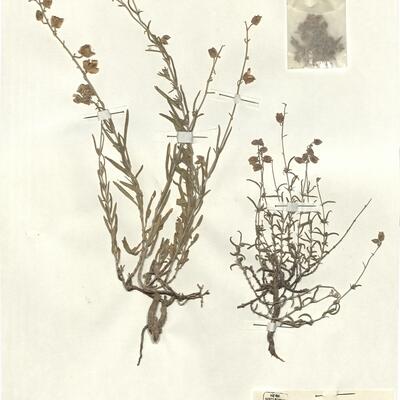 Helianthemum virgatum (Desf.) Pers. var. virgatum -  RO-HSepv 13334 photo