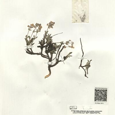 Helianthemum viscidulum Boiss. subsp. raynaudii (A. Ortega, Romeró Garcia & C. Morales) G. López ^ -  RO-HSepv 16274 photo