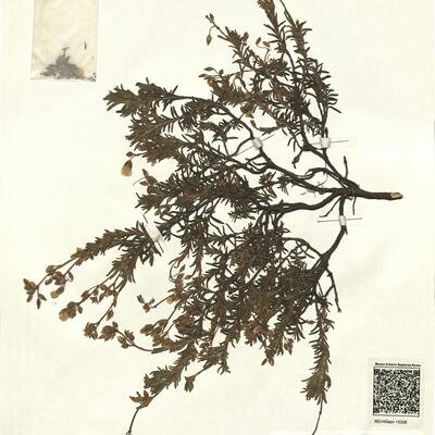 Halimium viscosum (Willk.) Pinto da Silva ^ -  RO-HSepv 15306 photo