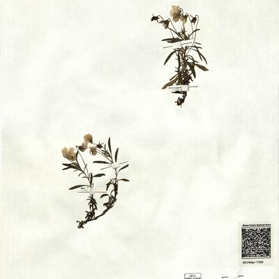 Viola arborescens L.  -  RO-HSepv 17200 photo