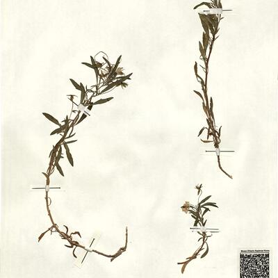 Viola arborescens L. var. serratifolia DC.  -  RO-HSepv 13318 photo