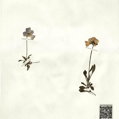 Viola calcarata L. subsp. calcarata -  RO-HSepv 14274 photo