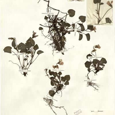 Viola canina L. subsp. canina -  RO-HSepv 12345 photo